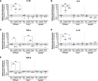 MyD88-dependent Toll-like receptor 2 signaling modulates macrophage activation on lysate-adsorbed Teflon™ AF surfaces in an in vitro biomaterial host response model